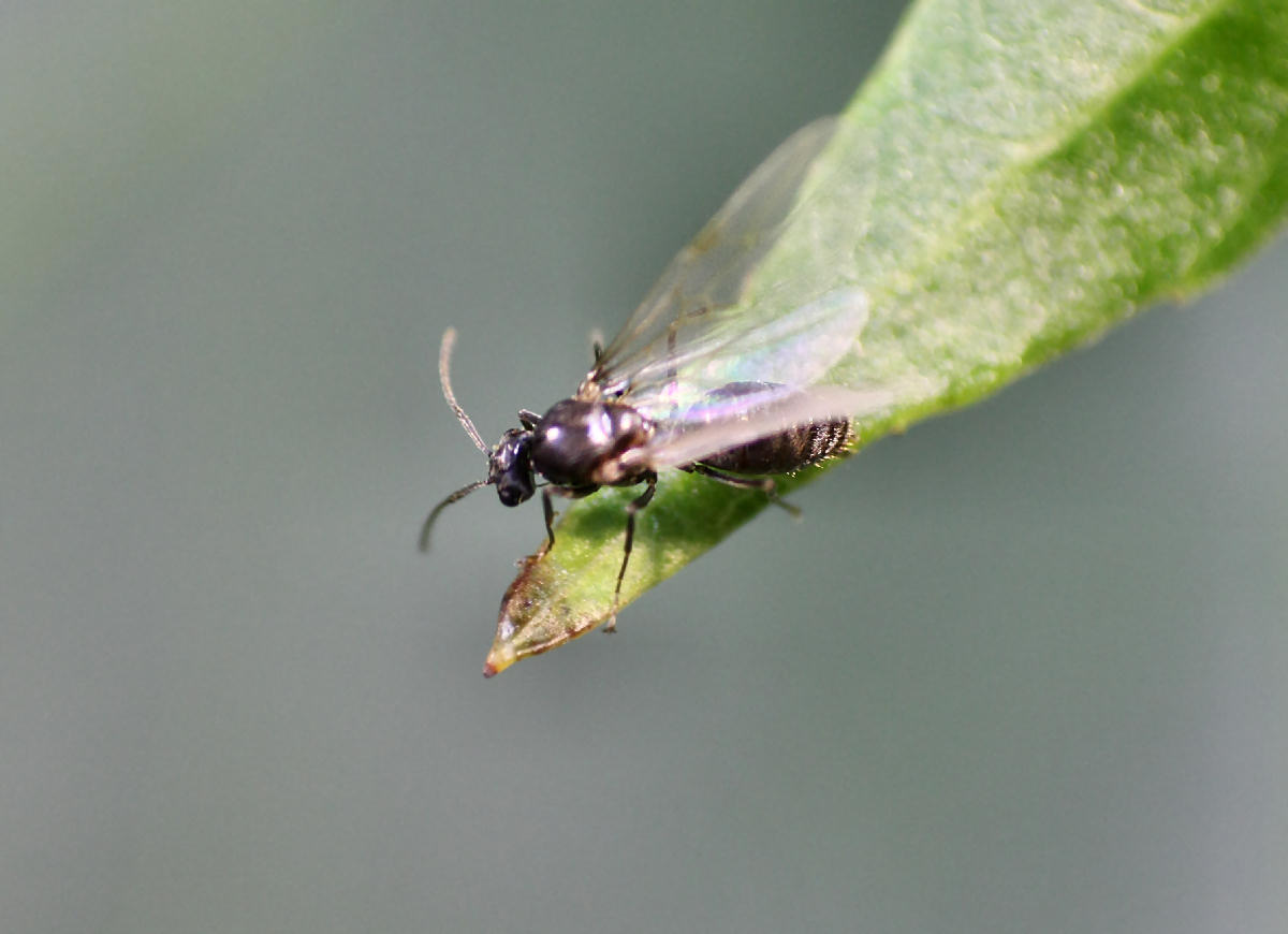 moscerino da identificare